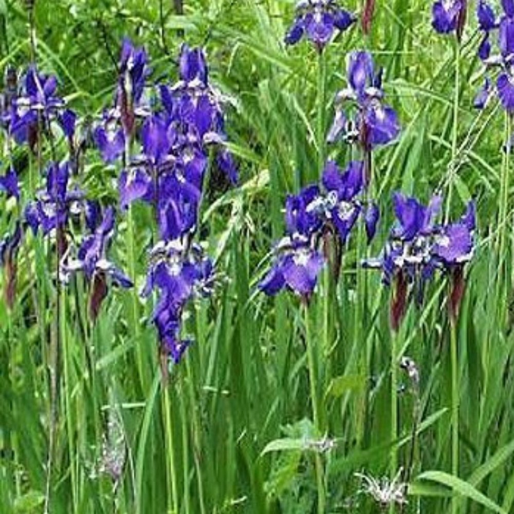 Blue Flag Iris